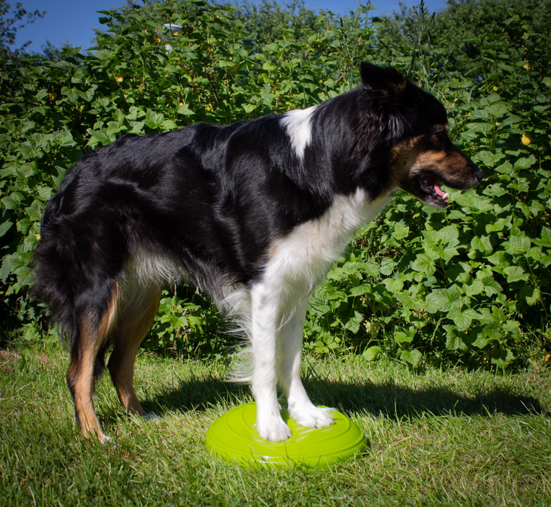 Balansdisk 30 cm