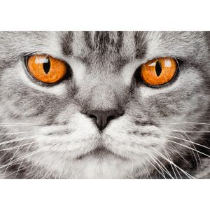 Kort- kattansikte