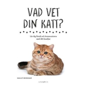 Vad vet din katt, förstå och kommunicera med din katt