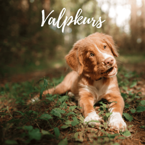 Valpkurs
